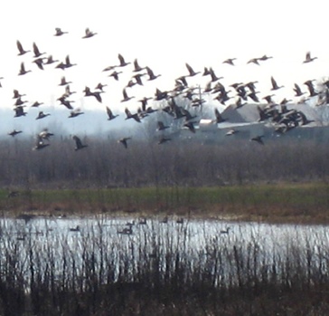 birds taking off from Suisun Marsh